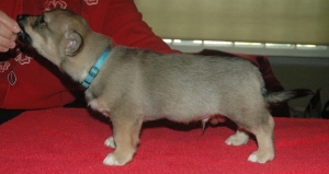 colby